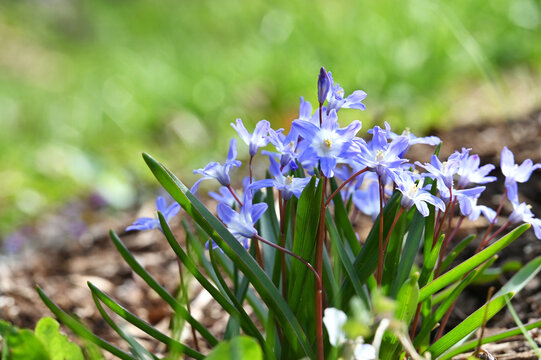 Glory of the Snow (Chionodoxa) blue flowers in bloom