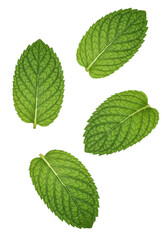 Fototapeta premium Four green leaves with serrated edges isolated on transparent background