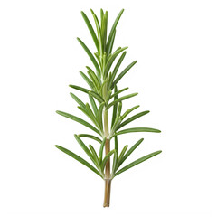 Fototapeta premium A green pine tree branch isolated on transparent background