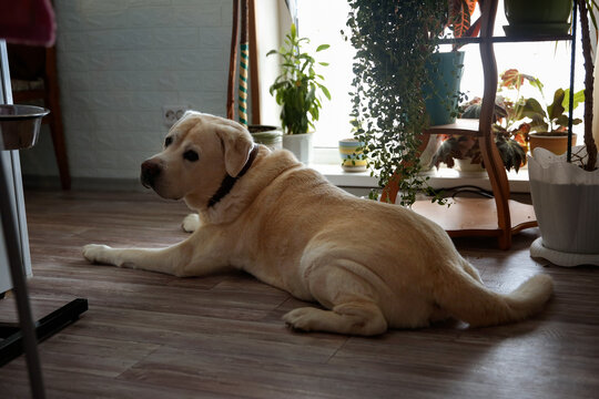 Yellow Labrador retriever dog lying on floor in cozy home interior with green plants. Calm domestic pet relaxing near window. Beautiful senior animal portrait. Peaceful lifestyle commercial pet dog ad