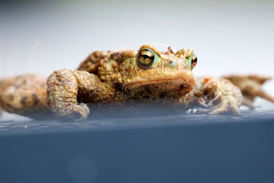 Bufo calamira in Nahaufnahme