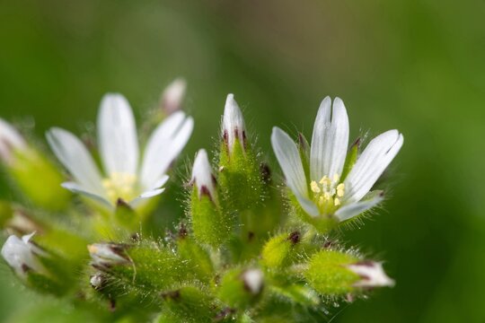 Macro shot of common mouse ear (cerastium fontanum) flowers in bloom