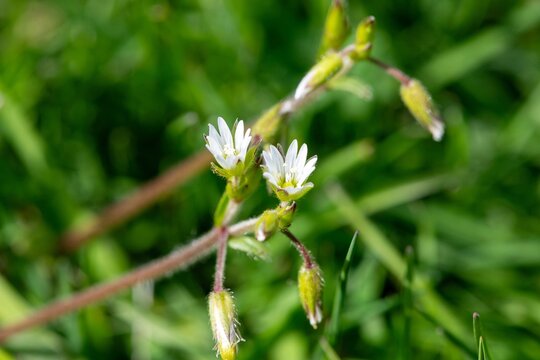 Macro shot of common mouse ear (cerastium fontanum) flowers in bloom