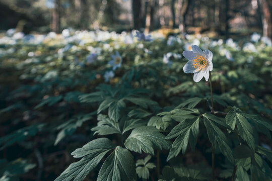 Wood anemone in the Olterudelva Valley, Toten, Norway.