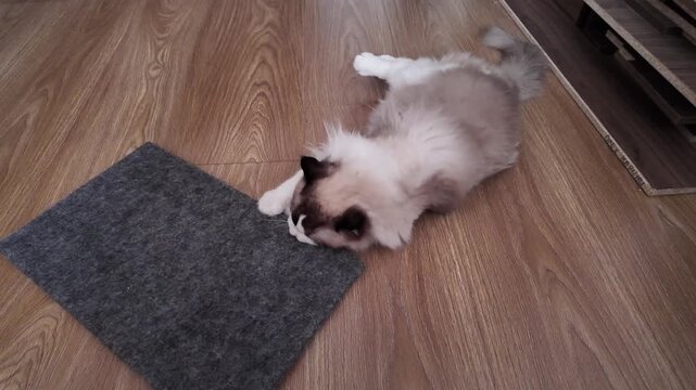 Cute cat lounging on a soft mat while enjoying a cozy afternoon indoors