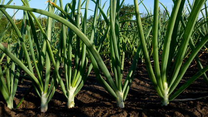 Obraz premium Fresh green onions growing in a garden bed. Close-up of organic vitamin-rich greens cultivated outdoors. Concept of healthy eating, home gardening, sustainable agriculture, and natural food.