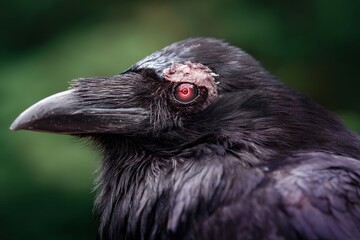 Obraz premium close up of a black bird