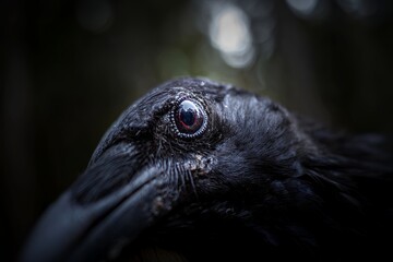 Obraz premium close up of a bird