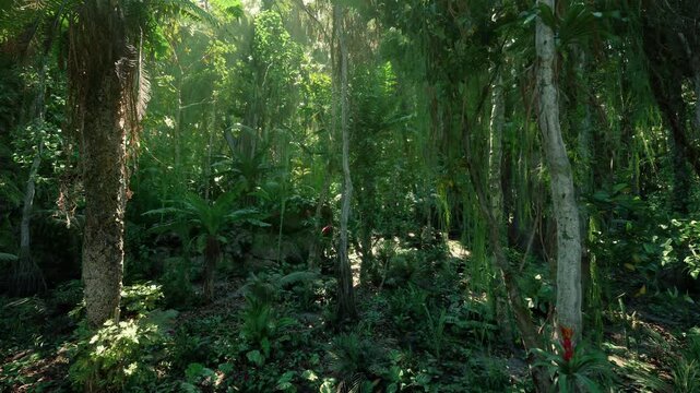 Lush green rainforest floor under canopy, dappled sunlight, dense ferns, mosscovered trunks, humid atmosphere, rich biodiversity ideal for conservation