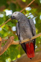 Fototapeta premium African Grey Parrot (Psittacus erithacus), renowned for its intelligence and ability to mimic human speech