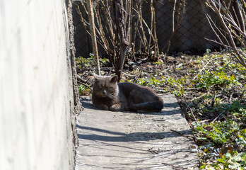 cat in the garden © Ugino