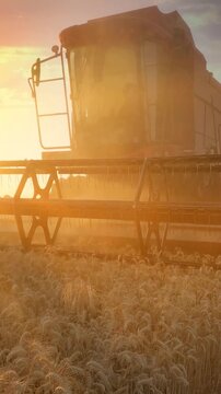 Combine harvester working on the wheat field at sunset, low angle view - close up, slow motion. Beautiful rural summer landscape. Food production, agriculture concept.