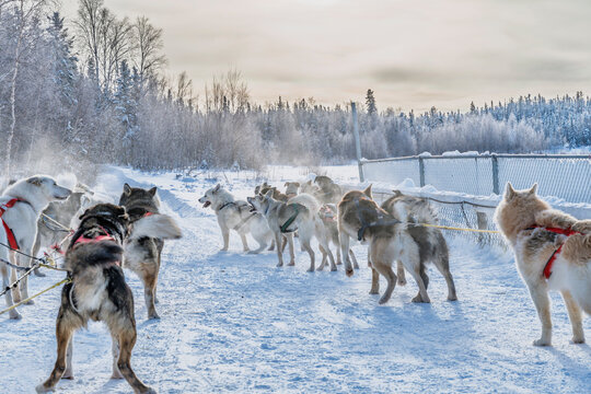 Point of view from a dog sled in a snowy landscape, Yellowknife, Canada