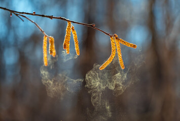 Lots of fine golden pollen spray the buds of birch and alder trees in the early spring park,...