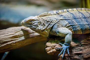 Fototapeta premium A large lizard monitor lizard crawls on a log