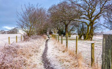 Fototapeta premium Winter Wonderland Pathway 