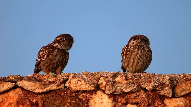 couple of little owl Athene noctua, calling 905