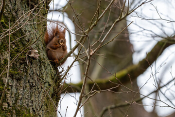 Fototapeta premium Red squirrel Sciurus vulgaris perched on a mossy tree trunk eating a nut