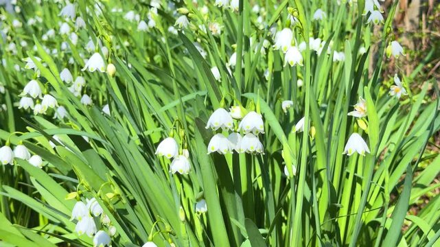 Close-up of spring snowflake flowers (Leucojum vernum) blooming in the garden