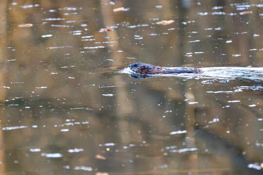 Wild coypu nutria swimming in a calm forest pond with water reflections