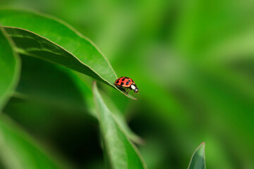 Red ladybug sitting on leaf © olena