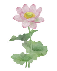 Fototapeta premium Watercolor Pink Lotus Flower: Hand-Painted Single Sacred Lotus Blossom for Yoga, Meditation, and Zen Design-300dpi-