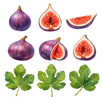 A beautiful collection of watercolor fig fruit clip art featuring whole purple figs, sliced fig halves, and green fig leaves in a botanical style.
