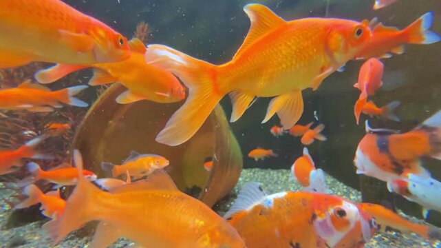 Close-up of bright orange goldfish swimming in a freshwater aquarium