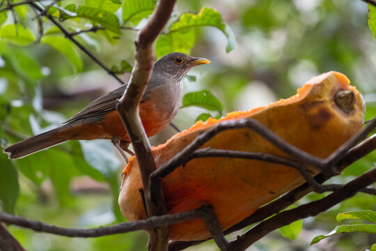 Rufous-bellied thrush in closeup feeding on ripe papaya with green blurred background and soft natural light highlighting bird details.