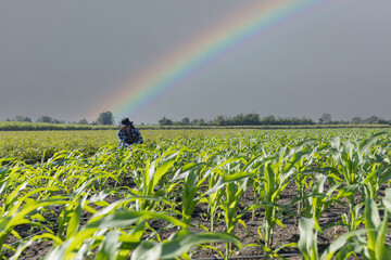 Farmer uses digital tablet for analyse and check corn plants at field. Modern agribusiness....