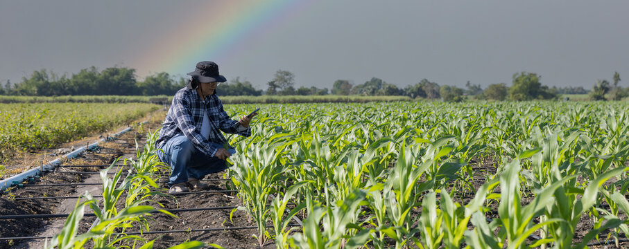 Farmer uses digital tablet for analyse and check corn plants at field. Modern agribusiness. Agronomist controls growth and development of sprouts before harvest. Smart farming technology.