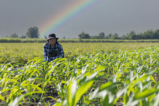 Farmer uses digital tablet for analyse and check corn plants at field. Modern agribusiness. Agronomist controls growth and development of sprouts before harvest. Smart farming technology.