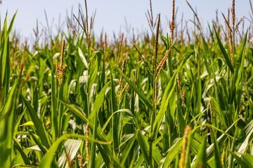 Obraz premium Corn field. Cereals for flour production