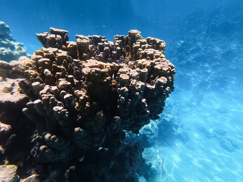 Large massive hard coral formation growing in the clear blue water of a tropical reef in the Red Sea, Egypt.