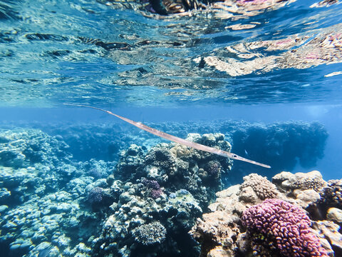 Long slender cornetfish swimming over a vibrant coral reef in the crystal clear turquoise waters of the Red Sea, Egypt.