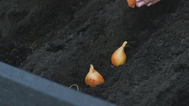 Planting onion sets in dark soil for a new garden crop