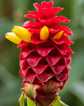 Red Tower GInger Plant