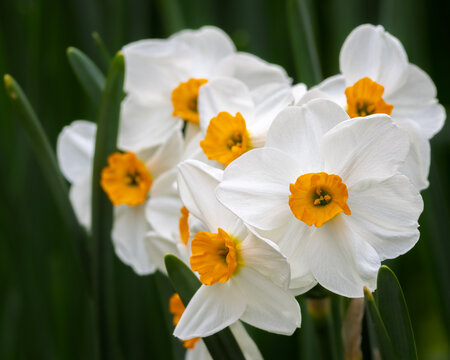 White Daffodils in bloom
