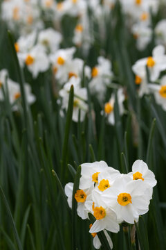 White Daffodils in bloom (vertical)