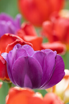A Purple Tulip against a field of red, purple and white ones