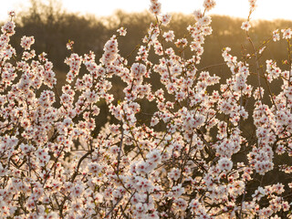 Fototapeta premium Full bloom white and pink color almond tree blossom blooming during springtime in orchard