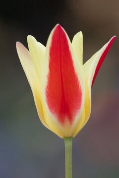 "Tinka" Lady Tulip