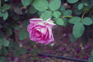 Fototapeta premium Pink roses are symbols of love