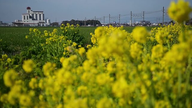 菜の花の咲く近江八幡の田園地帯を走るトワイライトエクスプレス瑞風（東海道本線 安土 - 近江八幡, 2026年3月）
