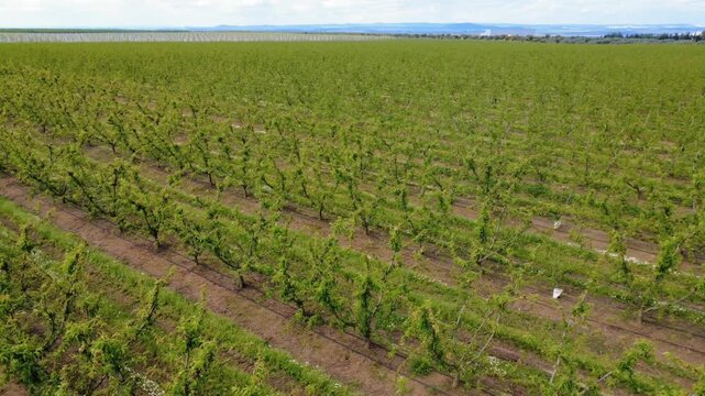Panoramic lateral pan: Drone in static position performs a slow horizontal panning, revealing the immense extension and geometry of a vast stone fruit tree field in spring.