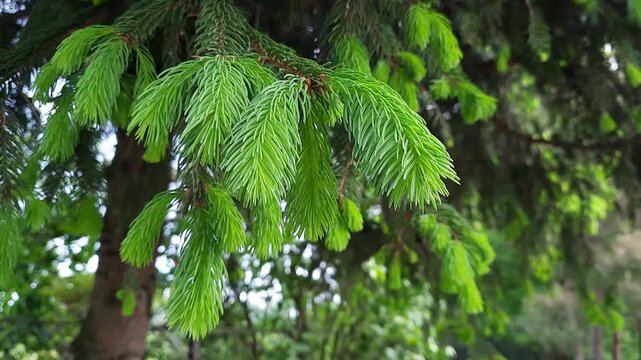 Pine branch with young green needles swaying in wind. Spring nature closeup of conifer tree. Fresh light green pine needles moving in breeze. Natural outdoor scene with calm atmosphere