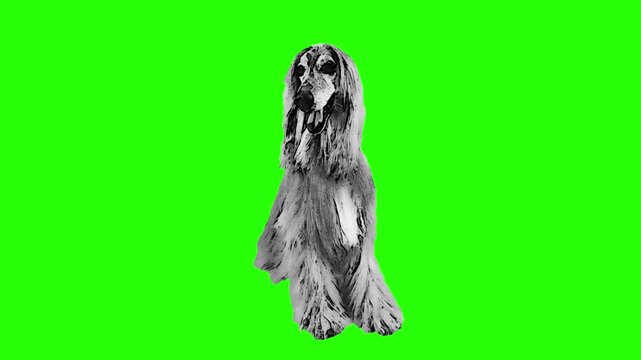 Trendy Dog Breeds Halftone Collage Sticker Set &ndash; Funky Cutout Black and White Pets for Contemporary Vector Banner Design
