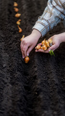 Fototapeta premium Gardener planting onion sets in a furrowed garden bed with rich dark soil