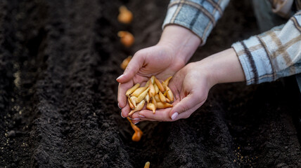 Fototapeta premium Hands planting small onion sets into dark, rich soil for spring gardening