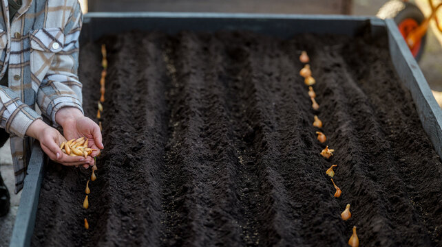 Gardener planting small onion sets in neat rows in dark soil for spring harvest
